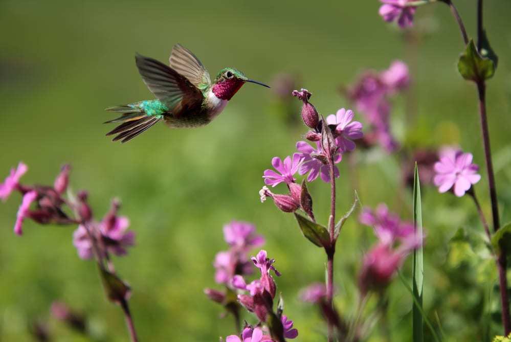 Ruby-throated-hummingbird-and-pink-flowers