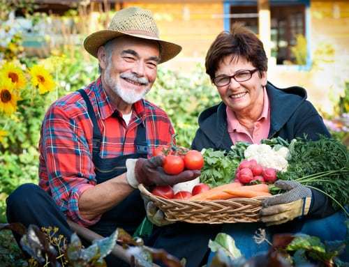 Senior couple with a basket of harvested vegetables in the garden