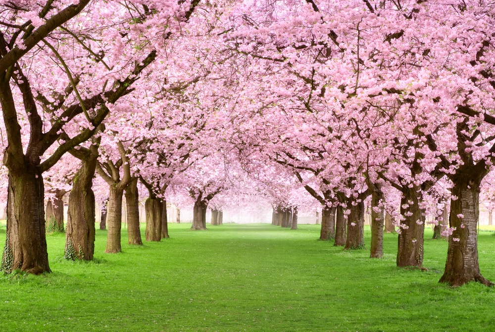 Gorgeous-cherry-trees-in-blossom
